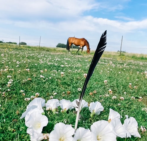 CalmaleeZ--over-mij_500x480img Calmalee Z paarden Coachhoeve