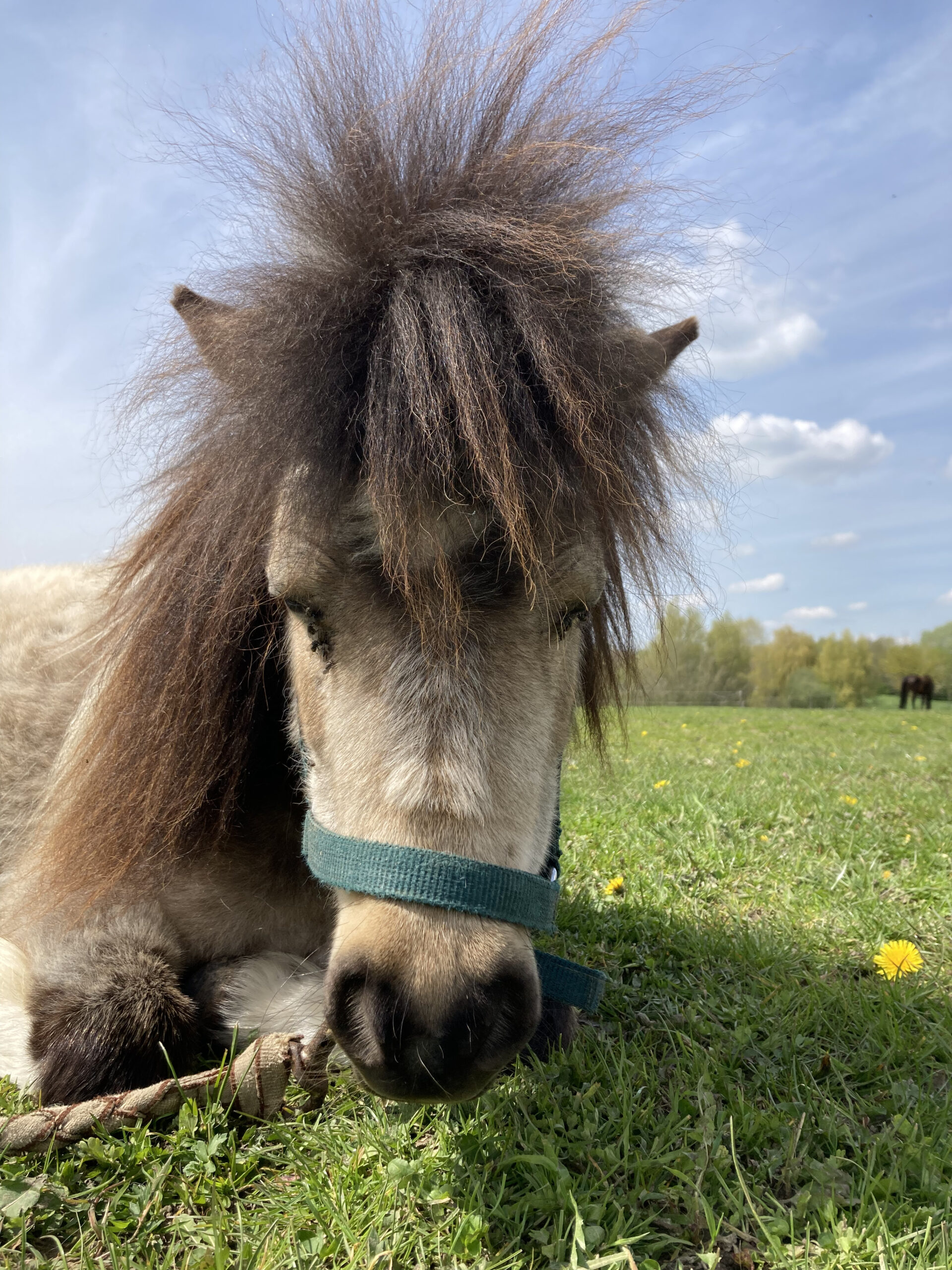 IMG_4082 Bounty Paarden Coachhoeve